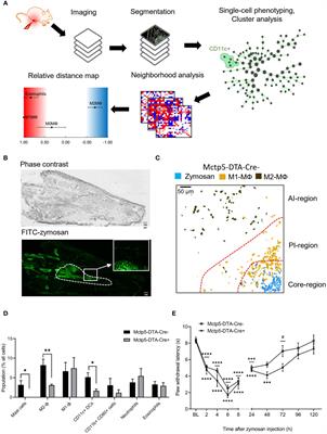 Mast cell-derived interleukin-4 mediates activation of dendritic cell during toll-like receptor 2-mediated inflammation